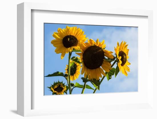 Bremerton, Washington State. Golden sunflowers and bees reach for the blue sky-Jolly Sienda-Framed Photographic Print