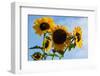 Bremerton, Washington State. Golden sunflowers and bees reach for the blue sky-Jolly Sienda-Framed Photographic Print