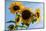 Bremerton, Washington State. Golden sunflowers and bees reach for the blue sky-Jolly Sienda-Mounted Photographic Print