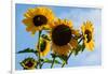 Bremerton, Washington State. Golden sunflowers and bees reach for the blue sky-Jolly Sienda-Framed Photographic Print