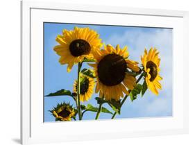 Bremerton, Washington State. Golden sunflowers and bees reach for the blue sky-Jolly Sienda-Framed Photographic Print