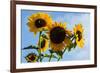 Bremerton, Washington State. Golden sunflowers and bees reach for the blue sky-Jolly Sienda-Framed Photographic Print