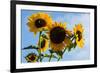 Bremerton, Washington State. Golden sunflowers and bees reach for the blue sky-Jolly Sienda-Framed Photographic Print