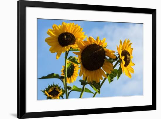 Bremerton, Washington State. Golden sunflowers and bees reach for the blue sky-Jolly Sienda-Framed Photographic Print