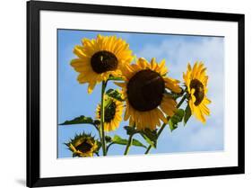 Bremerton, Washington State. Golden sunflowers and bees reach for the blue sky-Jolly Sienda-Framed Photographic Print
