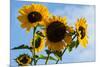 Bremerton, Washington State. Golden sunflowers and bees reach for the blue sky-Jolly Sienda-Mounted Photographic Print