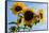 Bremerton, Washington State. Golden sunflowers and bees reach for the blue sky-Jolly Sienda-Framed Stretched Canvas