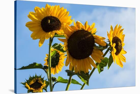 Bremerton, Washington State. Golden sunflowers and bees reach for the blue sky-Jolly Sienda-Stretched Canvas