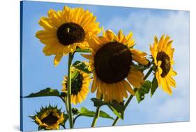 Bremerton, Washington State. Golden sunflowers and bees reach for the blue sky-Jolly Sienda-Stretched Canvas