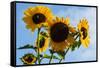 Bremerton, Washington State. Golden sunflowers and bees reach for the blue sky-Jolly Sienda-Framed Stretched Canvas