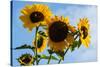 Bremerton, Washington State. Golden sunflowers and bees reach for the blue sky-Jolly Sienda-Stretched Canvas