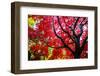 Bremerton, Washington State. Red maple tree-Jolly Sienda-Framed Photographic Print