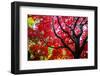 Bremerton, Washington State. Red maple tree-Jolly Sienda-Framed Photographic Print