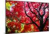 Bremerton, Washington State. Red maple tree-Jolly Sienda-Mounted Photographic Print