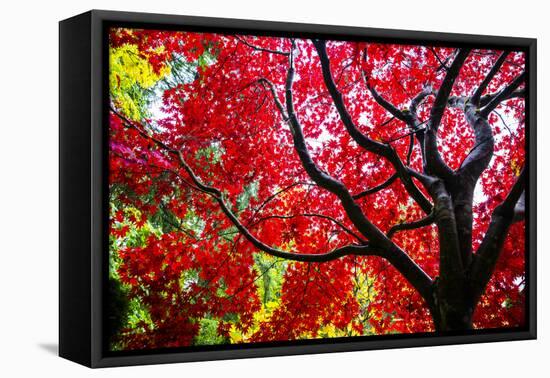 Bremerton, Washington State. Red maple tree-Jolly Sienda-Framed Stretched Canvas