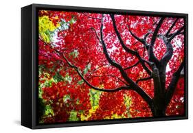 Bremerton, Washington State. Red maple tree-Jolly Sienda-Framed Stretched Canvas