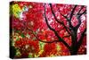 Bremerton, Washington State. Red maple tree-Jolly Sienda-Stretched Canvas