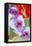 Bremerton, Washington State, USA. Gladiola flowers-Jolly Sienda-Framed Stretched Canvas