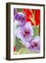 Bremerton, Washington State, USA. Gladiola flowers-Jolly Sienda-Framed Photographic Print