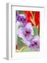 Bremerton, Washington State, USA. Gladiola flowers-Jolly Sienda-Framed Photographic Print