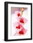 Bremerton, Washington State, USA. Gladiola flowers-Jolly Sienda-Framed Photographic Print