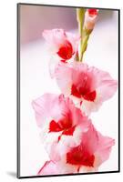 Bremerton, Washington State, USA. Gladiola flowers-Jolly Sienda-Mounted Photographic Print