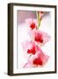 Bremerton, Washington State, USA. Gladiola flowers-Jolly Sienda-Framed Photographic Print