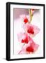 Bremerton, Washington State, USA. Gladiola flowers-Jolly Sienda-Framed Photographic Print