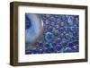 Bremerton, Washington State, USA. Glass art.-Jolly Sienda-Framed Photographic Print