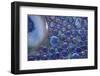 Bremerton, Washington State, USA. Glass art.-Jolly Sienda-Framed Photographic Print