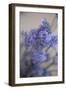 Bremerton, Washington State, USA. Lavender sprig.-Jolly Sienda-Framed Photographic Print