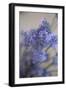 Bremerton, Washington State, USA. Lavender sprig.-Jolly Sienda-Framed Photographic Print