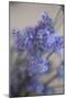 Bremerton, Washington State, USA. Lavender sprig.-Jolly Sienda-Mounted Photographic Print