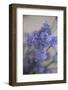 Bremerton, Washington State, USA. Lavender sprig.-Jolly Sienda-Framed Photographic Print