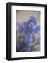 Bremerton, Washington State, USA. Lavender sprig.-Jolly Sienda-Framed Photographic Print