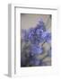 Bremerton, Washington State, USA. Lavender sprig.-Jolly Sienda-Framed Photographic Print