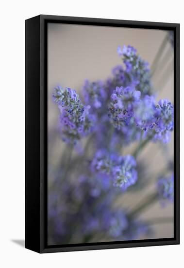 Bremerton, Washington State, USA. Lavender sprig.-Jolly Sienda-Framed Stretched Canvas