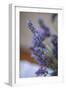 Bremerton, Washington State, USA. Lavender sprig.-Jolly Sienda-Framed Photographic Print