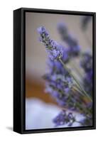 Bremerton, Washington State, USA. Lavender sprig.-Jolly Sienda-Framed Stretched Canvas