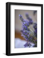 Bremerton, Washington State, USA. Lavender sprig.-Jolly Sienda-Framed Photographic Print