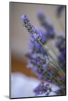 Bremerton, Washington State, USA. Lavender sprig.-Jolly Sienda-Mounted Photographic Print