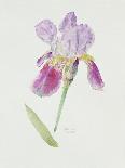 Bearded Iris, C.1980-Brenda Moore-Giclee Print