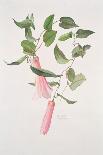 Streptocarpus, C.1985-Brenda Moore-Giclee Print