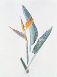 Bearded Iris, C.1980-Brenda Moore-Giclee Print