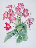 Orchid Cymbidium Pearlite, C.1980-Brenda Moore-Giclee Print