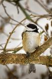 Chickadee-Brenda Petrella Photography LLC-Giclee Print