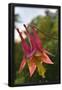 Essential Black