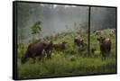Canvas Black