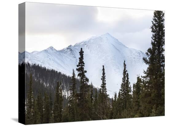 Stretched Canvas Print, , large