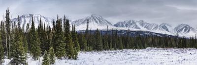 Yukon Winter Light-Brenda Petrella Photography LLC-Giclee Print